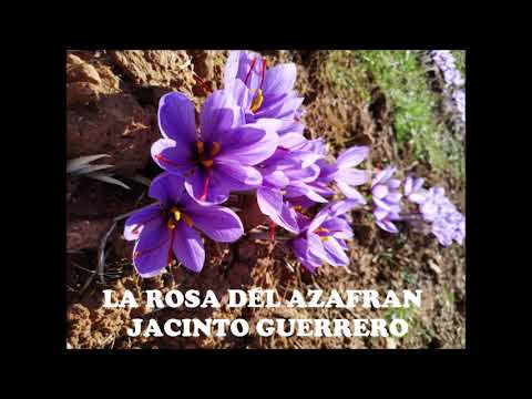 LA ROSA DEL AZAFRAN. JACINTO GUERRERO