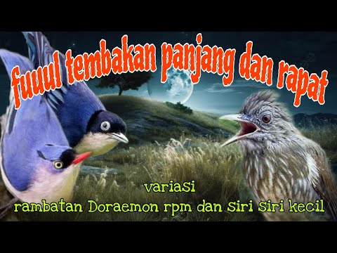 Fuuul tembakan pedes 🔥 rambatan Doraemon Kinoi dan platuk Sampit 