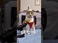 お耳がとっ散らかってるにゃ🐈！ #cat #ネコ #かわいい #ねこ #もんちゃん #保護猫 #癒し #サンリオ#ポチャッコ
