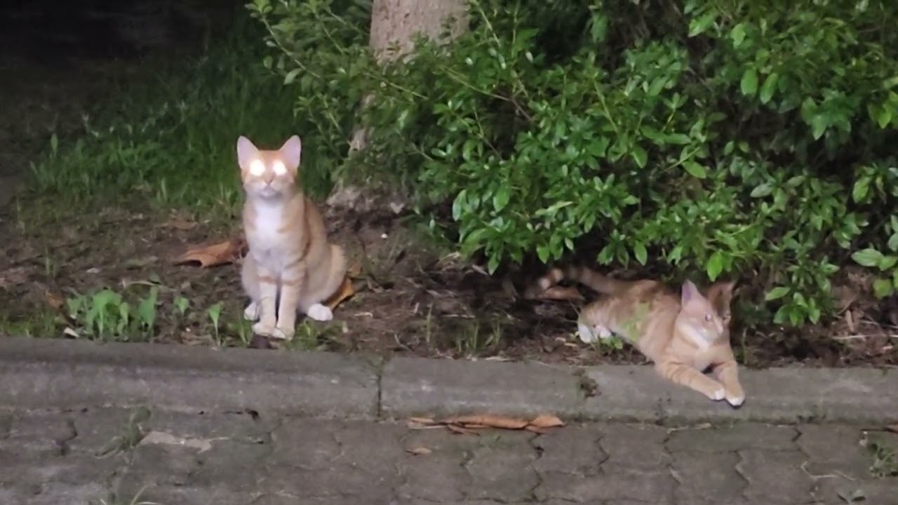 🐱Two Playful Cats Having Fun Together |  두 마리 귀여운 고양이 서로 놀기 | 可爱的猫咪玩耍 | 仲良しな猫の遊び