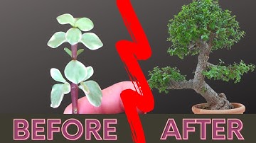 Portulacaria Afra Care & Bonsai Propagation~ Dwarf Jade ~Elephant Bush ~ Project No.1