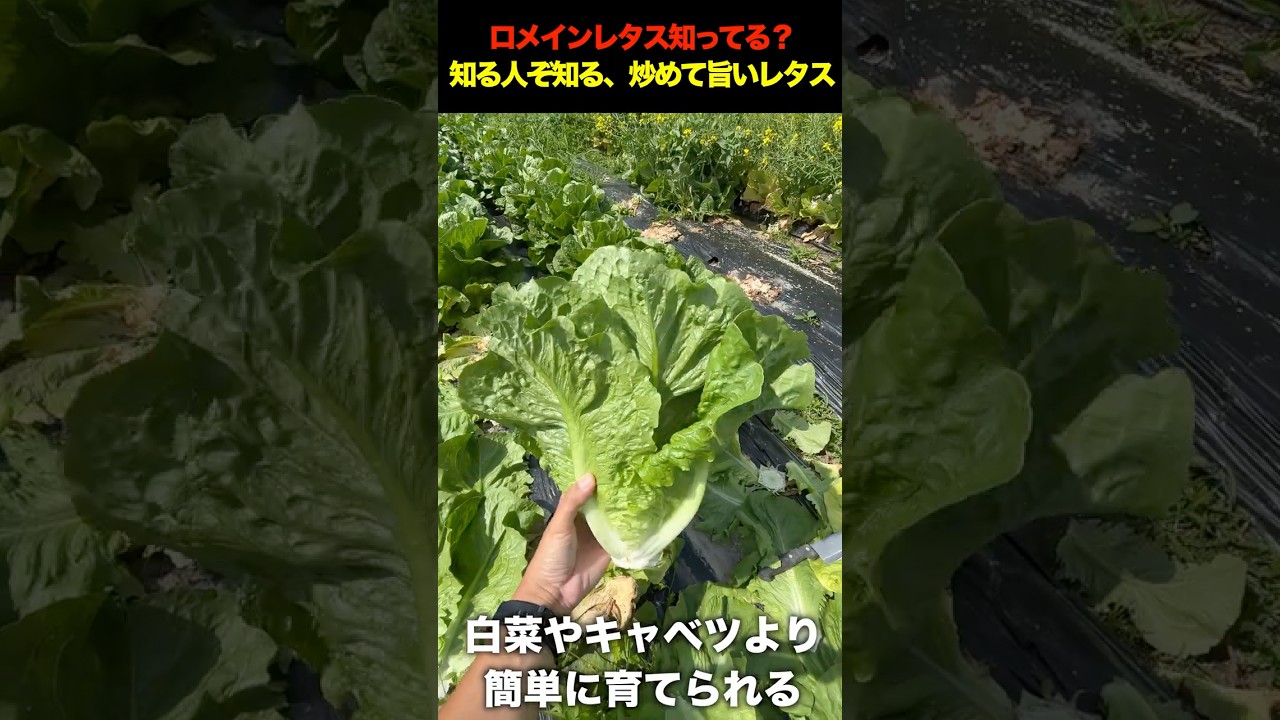 このレタス、炒めると本気でうまいです #家庭菜園 #農業 #ロメインレタス