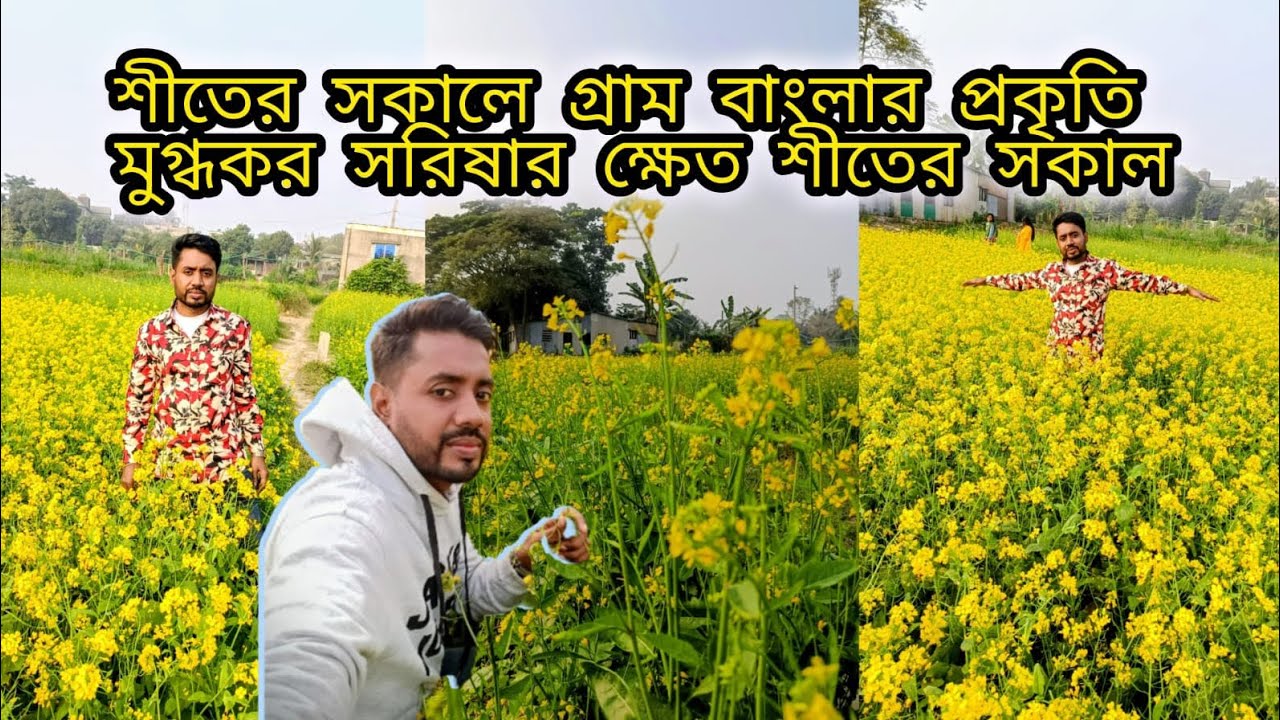 শীতের সকালে ,গ্রাম বাংলার প্রকৃতি মুগ্ধকর, হলুদ সরিষার ফুল ,প্রকৃতির হাসি শীতের সকাল ,☘️🌼