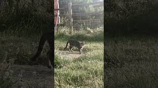 Acrobatic Barn Kitten