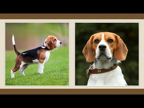 Videó: 3 módszer a kutya vizelet szagának semlegesítésére