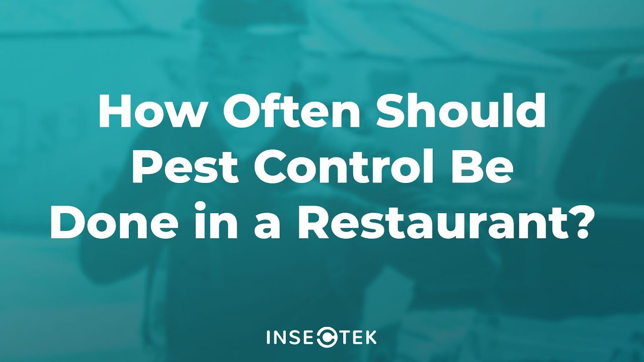 How Often Should Pest Control Be Done in a Restaurant?