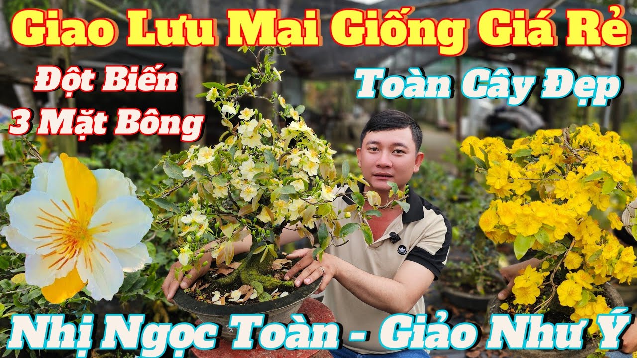 5/3☎️Mai Vàng Giá Rẻ☎️0332639661 Anh Thanh☎️Giao Lưu Mai Giống Lấy Bo Chơi Tết Cây Đang Có Sẵn Hoa