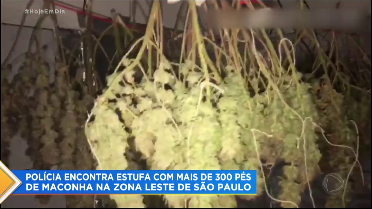 Polícia encontra estufa com mais de 300 pés de maconha na zona leste de SP