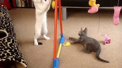 Watch the video about Russian Blue & Turkish Van Kittens at Play on a Kitty-Gym