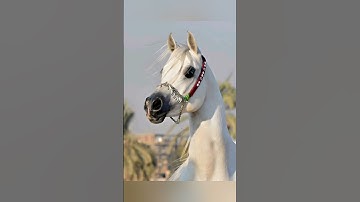 عبد الباسط عبد الصمد,سورة البقرة عبد الباسط عبد الصمد,عبد الباسط عبدالصمد,عبد الباسط,الشيخ عبد