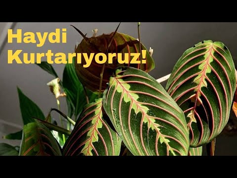 Video: Dua bitkisinin yaprakları neden geceleri katlanır?