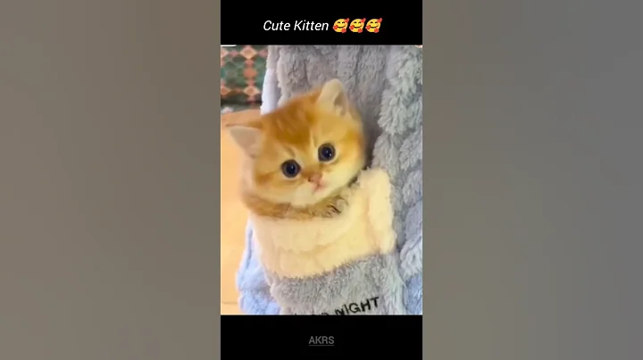 Video 9437761: kitten maine coon meow, munchkin kitten meowing, munchkin kittens love, maine coon kitten born, kitten cat pets adorable, cat kitten cute pets