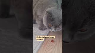 Kedimin Tavuk Bulup Yemesii