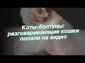 Коты-болтуны: разговаривающие кошки попали на видео