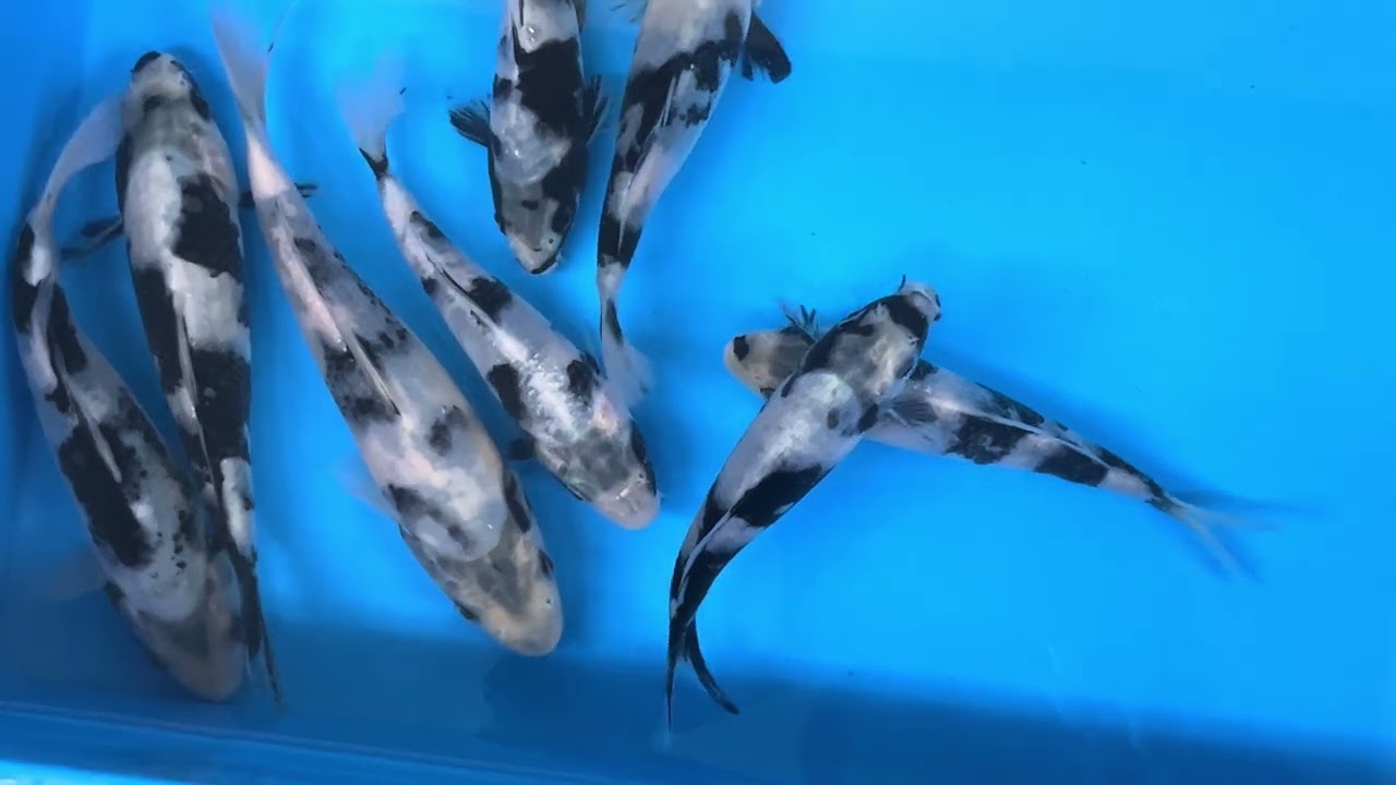 錦鯉【手取フィッシュランド】OMOSAKO×BEPPUフェア'26～面迫産 白