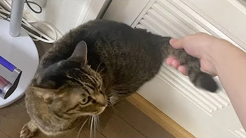 猫 尻尾