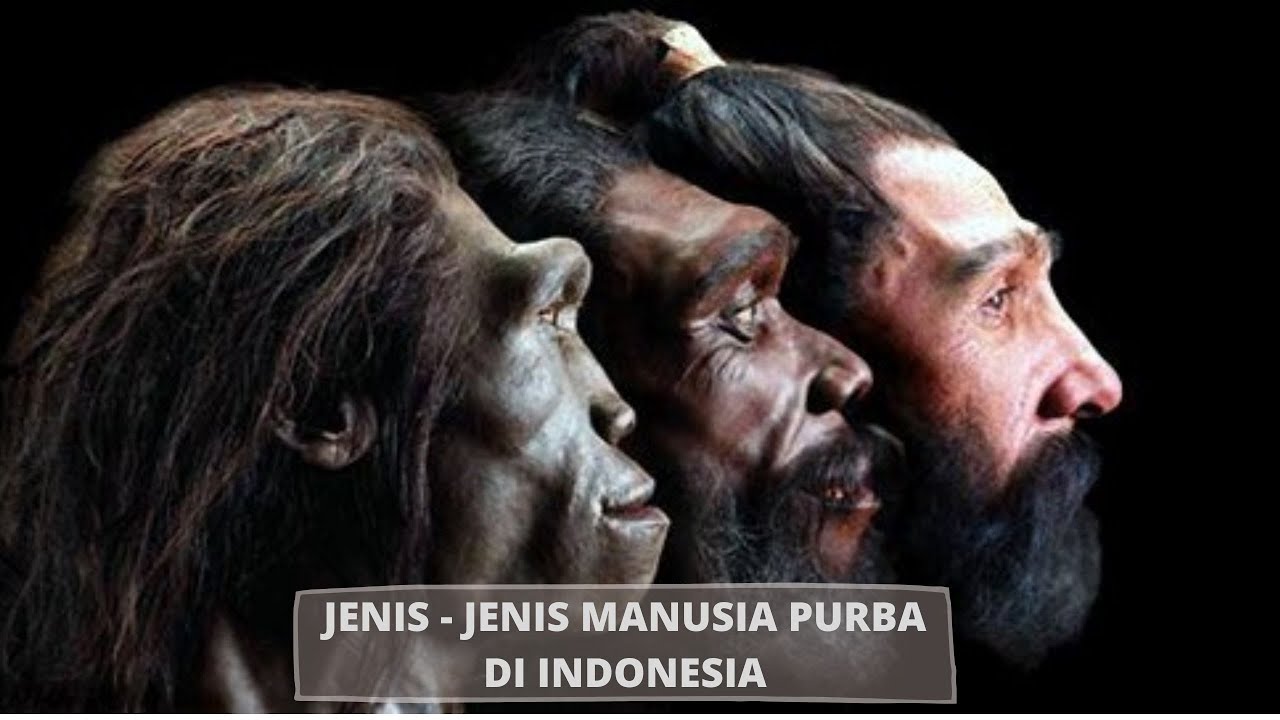 JENIS JENIS MANUSIA PURBA DI INDONESIA YouTube