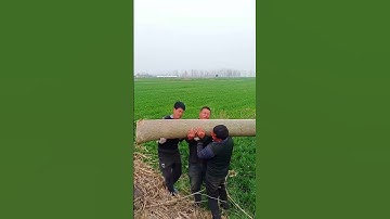 Men lifting the trunk of a felled tree