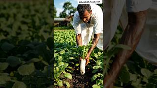 गेहूं की खेत खाली होते ही लगाए मूली, 30 दिन में कमाई शुरू।। radish crop farming #muli ki kheti