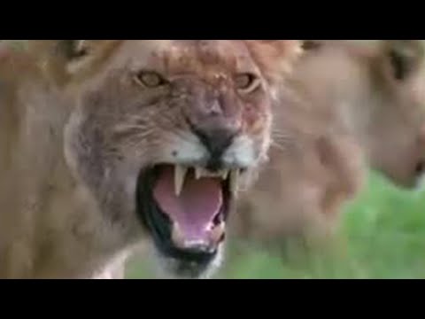 Danger! Lions vs cobra and elephant herd - BBC wildlife