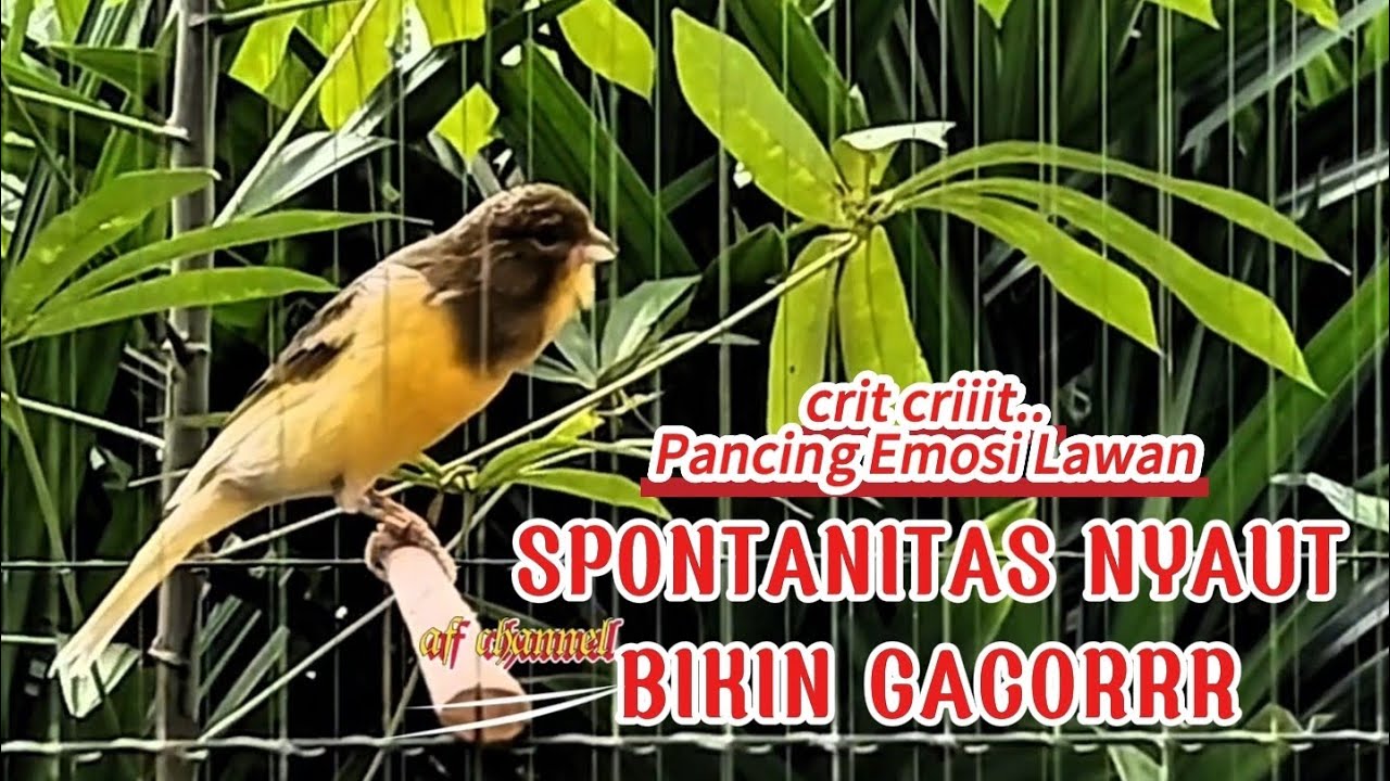 KENARI GACOR CUIT CUIT MEMANGGIL LAWAN BIKIN EMOSI |14| COCOK BUAT PANCINGAN KENARI BELAJAR BUNYI