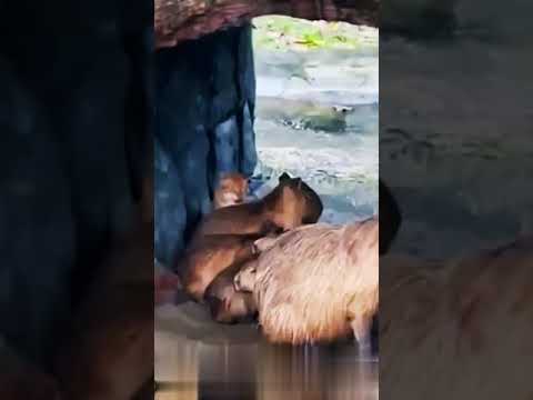 Рыжий, ты Вроде Не иЗ нашеЙ песОЧницы🐱🦦👀🔥🥰Red, you don't seem to be from our sandbox🐱🦦👀🔥🥰