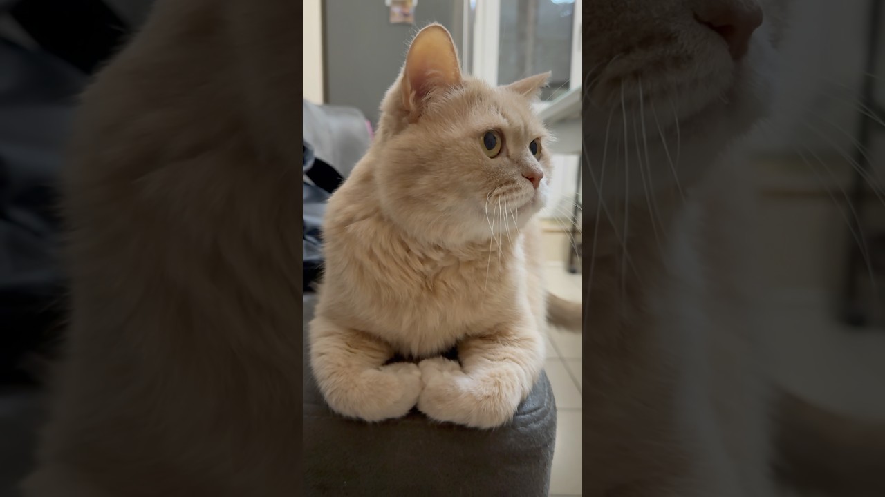 Лапки - крендельки 