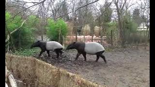 Malayan tapir sounds