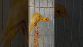 Body curvature❤️👌🏼 #kenari #birds #bird #canary #lovebirds #canarias #canario #canarios #chirping