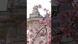 Les sakura de Lille en fleurs !