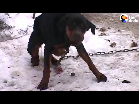 Dog Abandoned On Ice Will Never Be Alone Again | The Dodo - Dog Abandoned On Ice Will Never Be Alone Again | The Dodo
