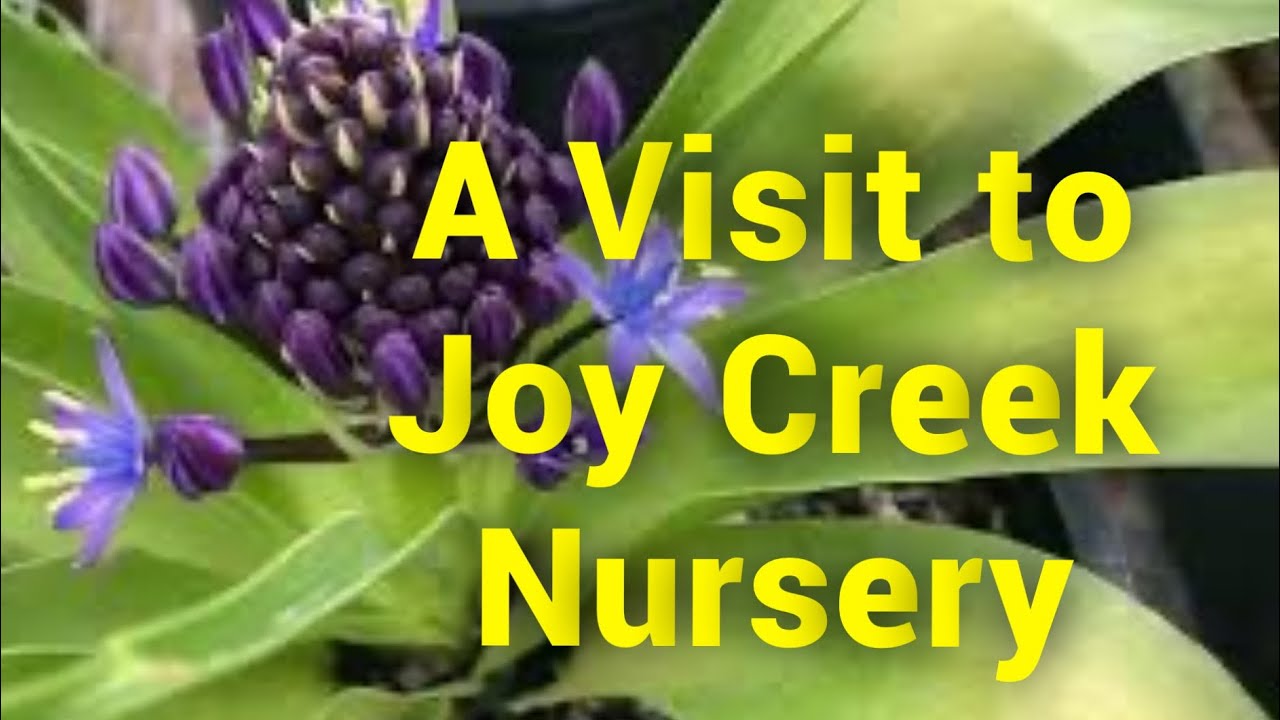 How to Make A Garden Nerd’s Day A Visit To Joy Creek Nursery