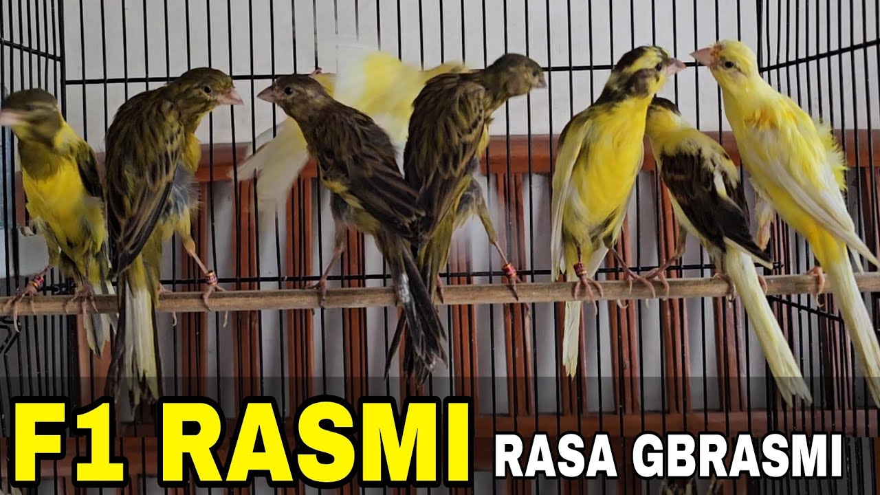 PAUD LANGKA CALON PEJANTAN PENGHASIL ANAKAN MAHAL 