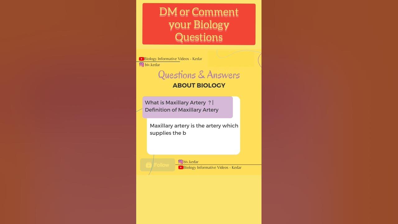 what-is-maxillary-artery-definition-of-maxillary-artery-shorts