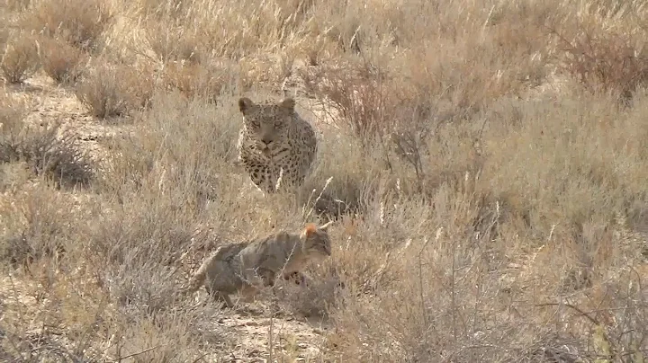 Watch the video about Wild cat becomes the hunted