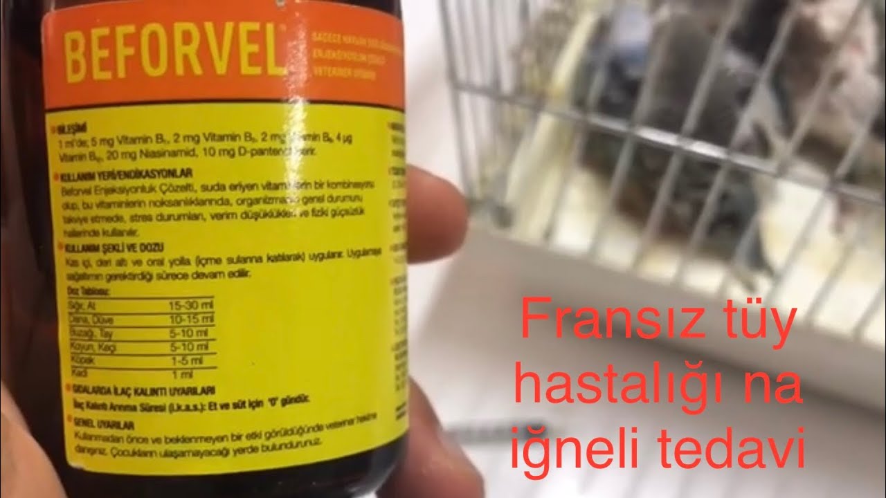 BEFORVELİN KUŞLARDA KULLANIMI FRANSIZ TÜYHASTALIĞI VE TÜM TÜY HASTALIKLARI İĞNELİ TEDAVİ KESİN SONUÇ