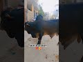 Black beauty❤️#trending #eiduladha2026 #viral #trending #ytshorts #shorts #qurbanvlogs #bakraeid2026