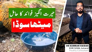 Use of Meetha Soda (Baking Soda) in Chickens & Birds | Antibacterial, Antifungal & Anti Heat Stress