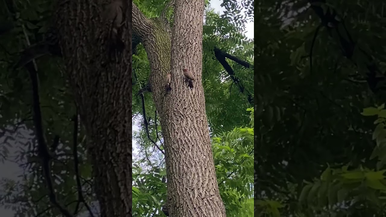 Endangered Red-Headed Woodpeckers singing in the BackYard - RI