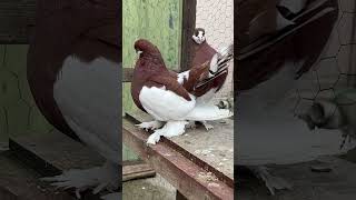 Rus Sevdiğimiz Doğrudur Wolski Üvercinvideoları