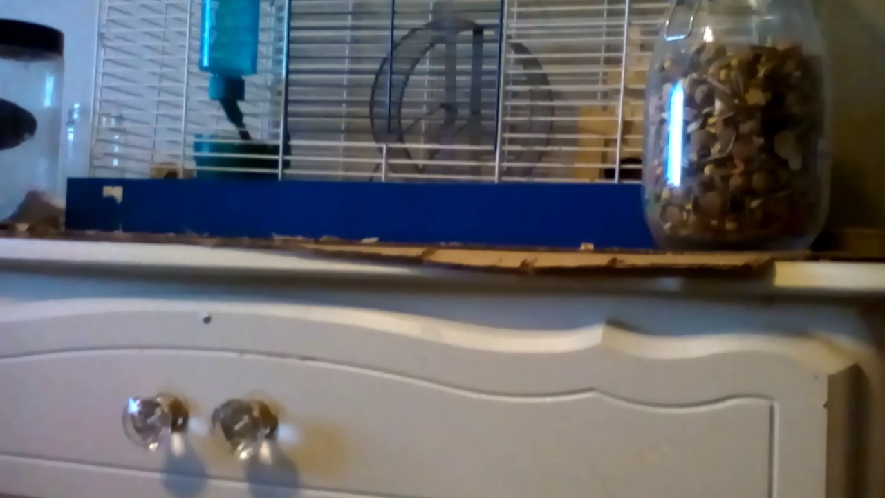 Meet my rats - YouTube