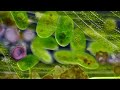 XQc Bacteria Music 