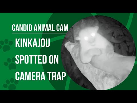 Video: Il Kinkajou: un animale della foresta pluviale tropicale e un animale esotico