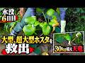 【大雨水害】水没6日目…30kg超えの超大型ホスタ「天竜」を救出することにしました