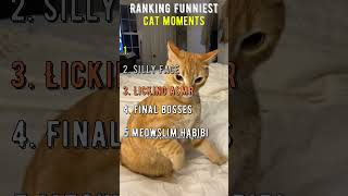 Funny cat moments for daily laughs 😹 #cat #funnycats #funny #kitten