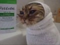 Japanese cat loves bath time