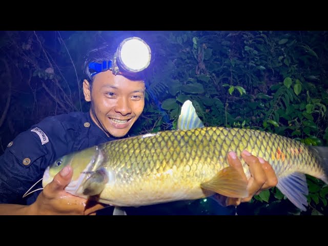 Hái Loại Trái Này Làm Mồi Câu Dính Ngây Cá Lớn | Big fish fishing in the rain forest class=