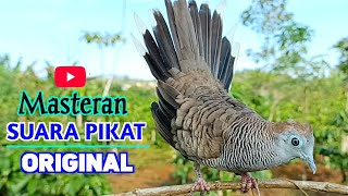 Download lagu Suara Burung Perkutut Lokal Gacor Bagus Untuk Pancingan & Pikat