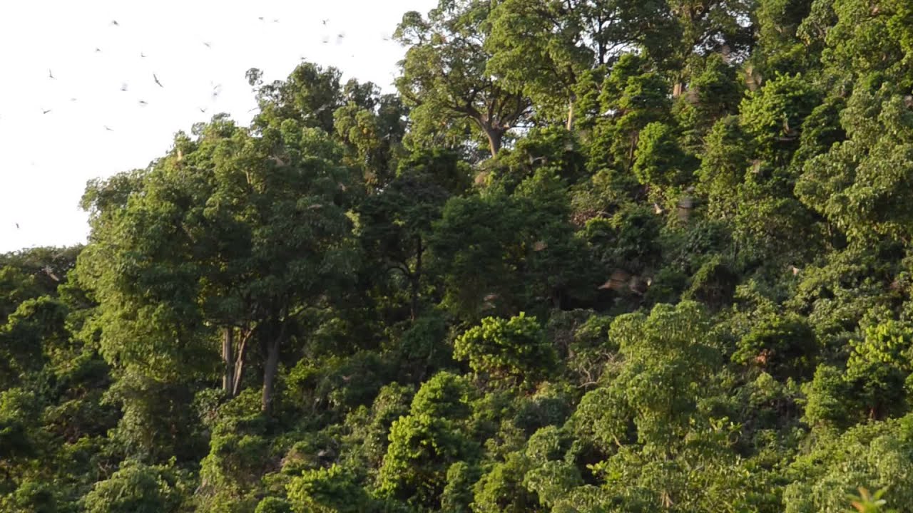 Bat Island-Lake Kivu: Rwanda-Congo Border near Kubuye 1 - YouTube