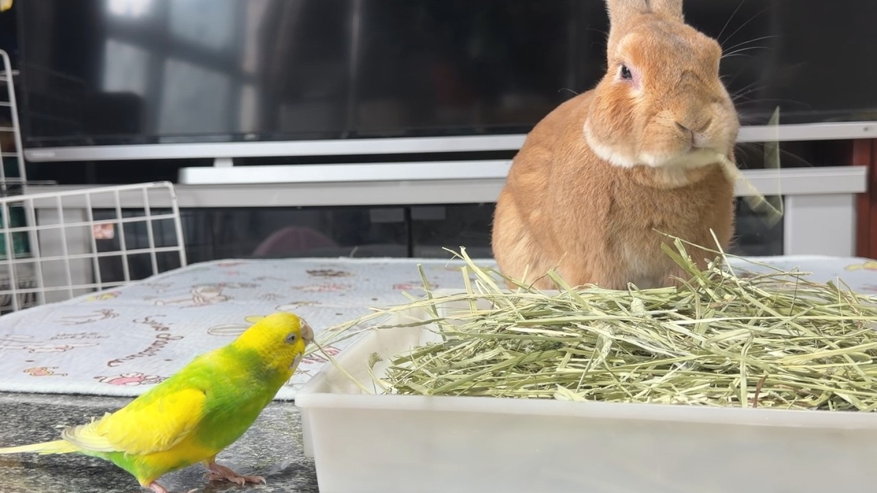 インコに容赦ない早食い競争を仕掛け、大人げなく格の違いを見せつけるウサギ・・・　(No.2128)